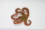 Echinoderms