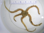Brittle stars
