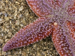 Echinodermata (Echinoderms)