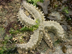 20060300_Bretagne