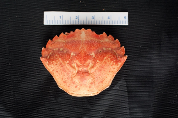 Carcinus maenas - carapace Carcinus maenas - carapace