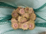 Echinoidea (sea urchins)