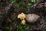 Molluscs