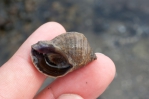 Nucella lapillus, author: Nozères, Claude