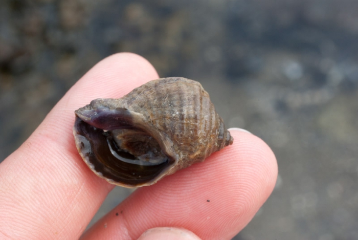 Nucella lapillus Nucella lapillus
