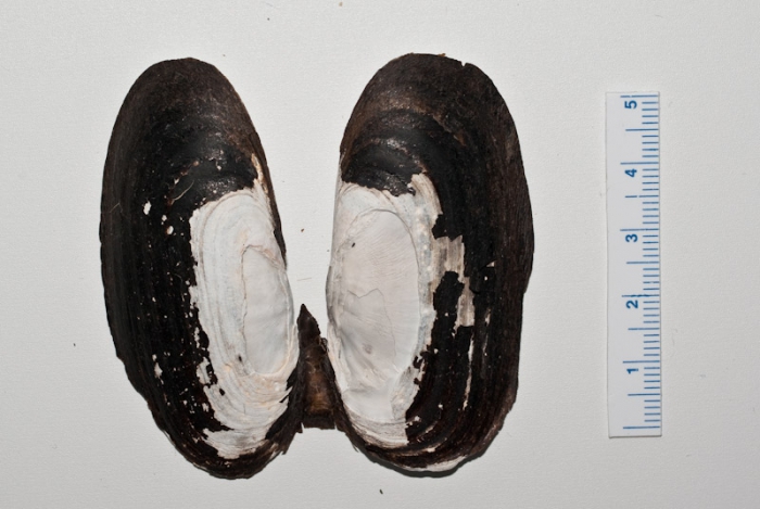Cyrtodaria siliqua - dried shells 1 Cyrtodaria siliqua - dried shells 1