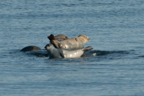 Harbour seals