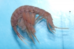 Amphipoda