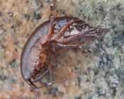 Gammarus