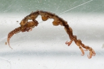 Caprellidae, author: Nozes, Claude