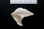 Aporrhais occidentalis, author: Nozes, Claude