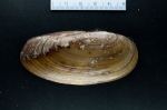 Molluscs