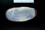 Siliqua costata, author: Nozes, Claude