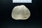 Panomya norvegica, author: Nozes, Claude
