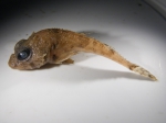 Icelus bicornis - Twohorn sculpin, author: Nozes, Claude