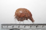 Crustaceans