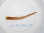 Polychaetes