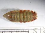 Isopoda
