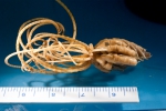 Crinoidea
