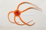 Brittle stars