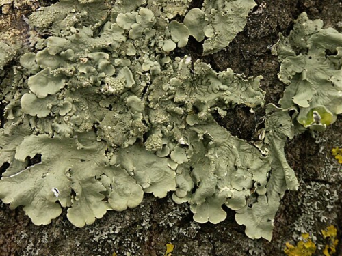 Flavoparmelia caperata Flavoparmelia caperata