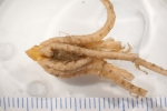 Crinoidea