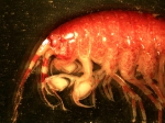 Crustaceans
