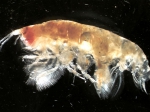 Amphipoda