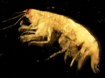 Amphipoda