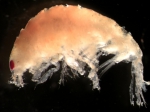 Monoculodes latimanus, author: Fisheries and Oceans Canada, Roberta Miller