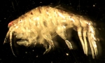 Monoculodes intermedius