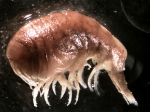 Stegocephaloides auratus, author: Fisheries and Oceans Canada, Roberta Miller