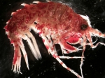 Crustaceans