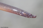 Kleine Wormzeenaald (Nerophis lumbriciformis)
