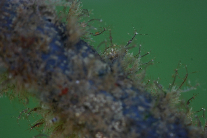 Machospookkreeftje (Caprella mutica) Machospookkreeftje (Caprella mutica)
