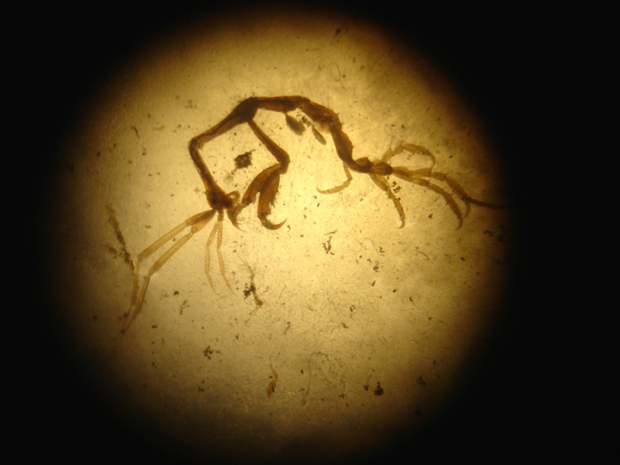Machospookkreeftje -(Caprella mutica) Machospookkreeftje -(Caprella mutica)
