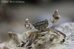 Penseelkrab (Hemigrapsus takanoi)