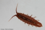 Isopoda