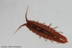 Schaaldieren