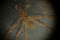 Schaaldieren