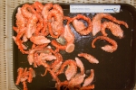 Echinoderms