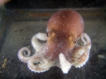 Bathypolypus bairdii - octopus in an aquarium, author: Nozes, Claude