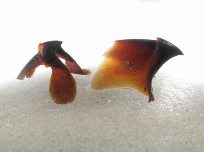 Bathypolypus bairdii Bathypolypus bairdii