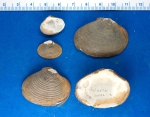 Molluscs