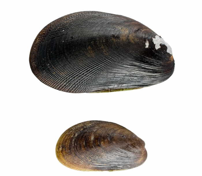 Musculus niger Musculus niger
