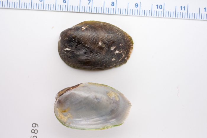 Musculus discors Musculus discors