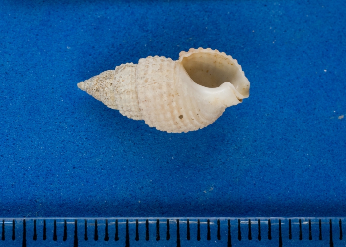 Nassarius trivittatus Nassarius trivittatus