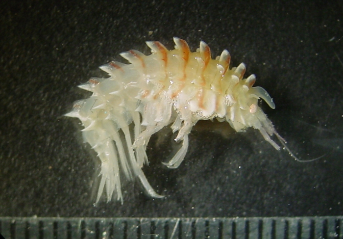 Paramphithoe hystrix Paramphithoe hystrix