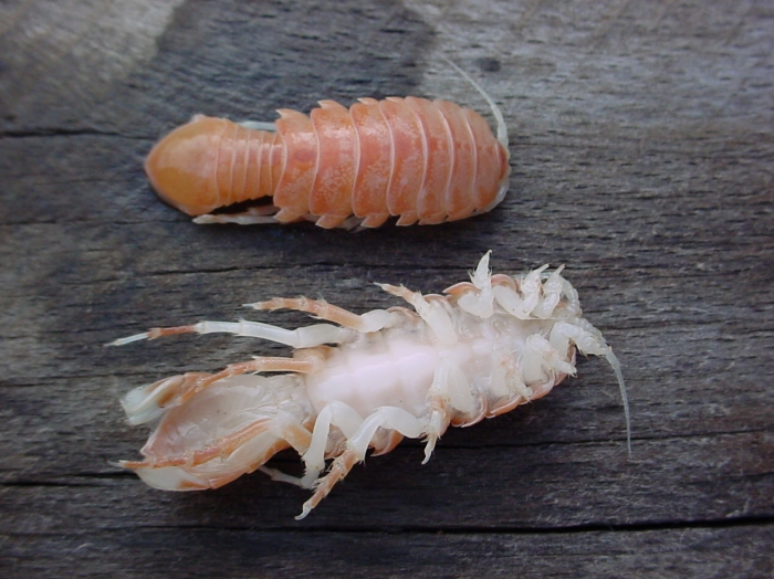 Syscenus infelix Syscenus infelix