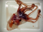 Cephalopoda